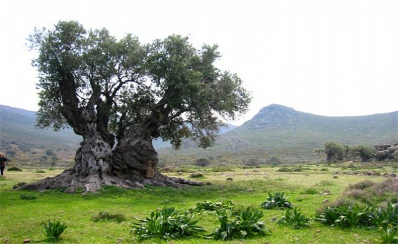 Büyükşehir Belediyesi Akdeniz Akademisi'nden 'zeytin' sempozyumu